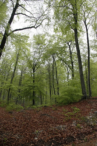 Alter Stolberg - Wald bei Stempeda IX • <a style="font-size:0.8em;" href="http://www.flickr.com/photos/109648421@N02/11448797404/" target="_blank">View on Flickr</a>