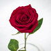 Red Rose • <a style="font-size:0.8em;" href="http://www.flickr.com/photos/124671209@N02/33747209061/" target="_blank">View on Flickr</a>