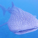 WhaleShark5 • <a style="font-size:0.8em;" href="http://www.flickr.com/photos/44146977@N05/9392338591/" target="_blank">View on Flickr</a>