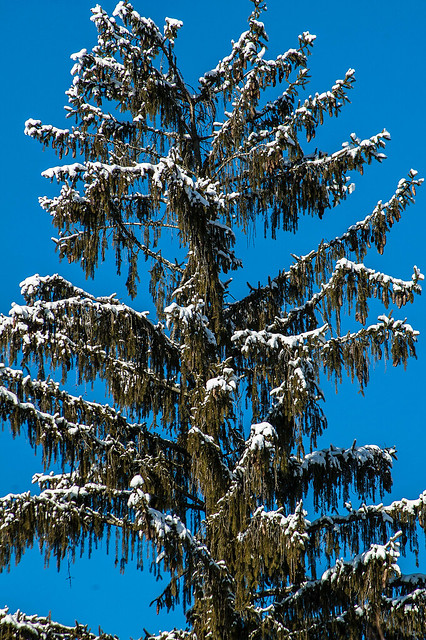 Lower Cascades Park - January 3, 2014