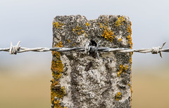 20170323_4201_7D2-238 Post and Wire (and lichen) (082/365)
