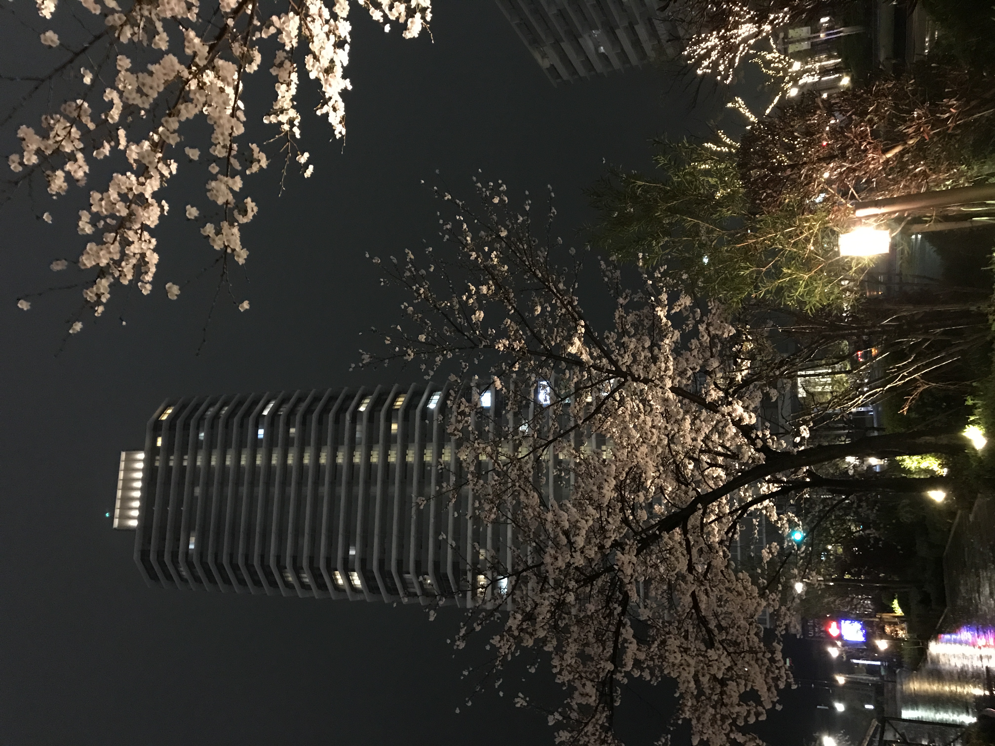 夜桜とハーバーランドタワー