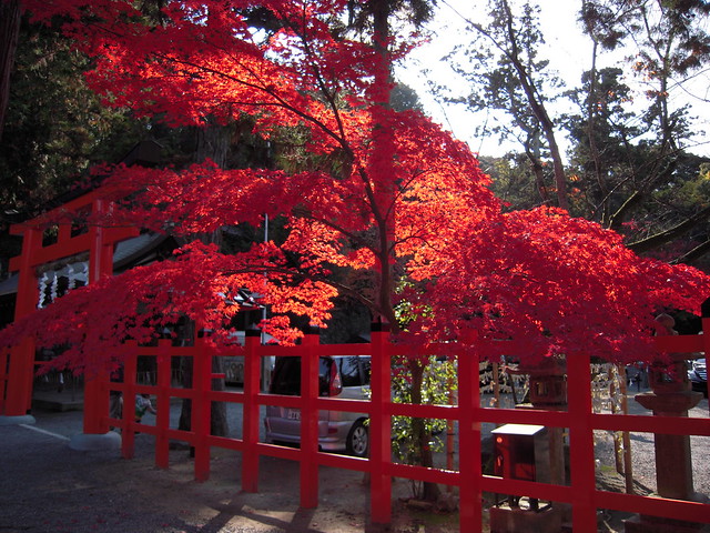 町屋宿の胡乱座に宿泊し北野天満宮や青蓮門院門跡など京都の紅葉を見に女一人旅の写真