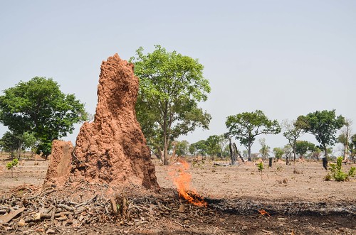 Termite hill on fire