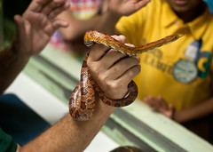 Cornsnake in hand 2 • <a style="font-size:0.8em;" href="http://www.flickr.com/photos/30765416@N06/10388825666/" target="_blank">View on Flickr</a>