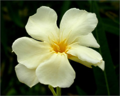 Anglų lietuvių žodynas. Žodis yellow oleander reiškia geltona oleander lietuviškai.