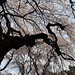 桜と鴉 / Crow on a sakura tree