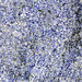 Azul Bahia Granite (sodalite metasyenite, Itabuna Syenite Complex, Neoproterozoic, ~676 Ma; Fazenda Hiassu, Bahia State, Brazil) 6