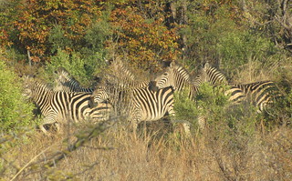 Zimbabwe Hunting Safari 36
