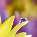 Yellow Petals Refracting Pink Lily • <a style="font-size:0.8em;" href="http://www.flickr.com/photos/124671209@N02/33719925342/" target="_blank">View on Flickr</a>