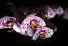 Orchid by tyler.cipriani, on Flickr