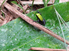 Groen zwarte kikker