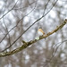 Winter Bluebird • <a style="font-size:0.8em;" href="http://www.flickr.com/photos/124671209@N02/33876509525/" target="_blank">View on Flickr</a>