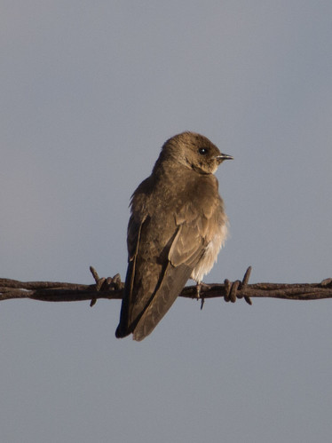 Northern Rough-winged Swallow • <a style="font-size:0.8em;" href="http://www.flickr.com/photos/59465790@N04/9037663437/" target="_blank">View on Flickr</a>