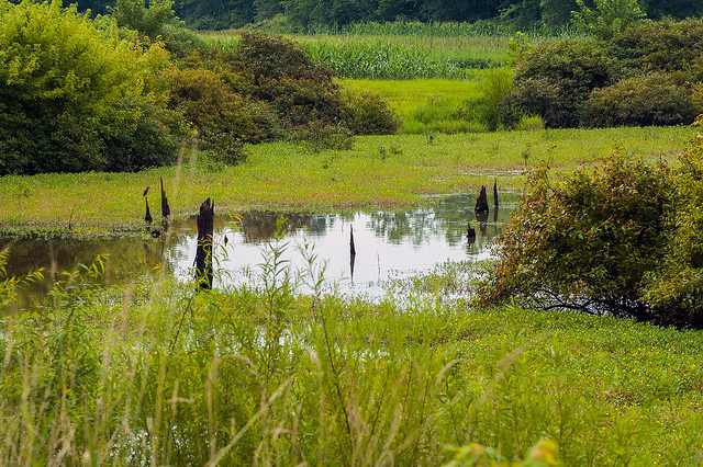Stillwater Marsh - August 2013