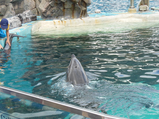 再び外のプールに戻ってみると、イルカと飼育員の方がコミュニ。｜名古屋港水族館