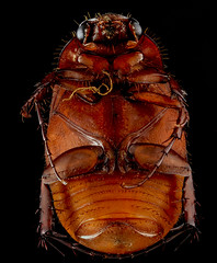 Anglų lietuvių žodynas. Žodis scarabaeid beetle reiškia scarabaeid vabalas lietuviškai.