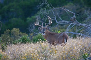 Texas Whitetail Hunt & Exotics - Kerrville 30