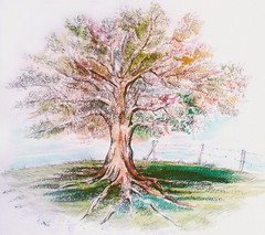 Tree Series