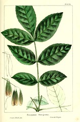 Anglų lietuvių žodynas. Žodis fraxinus latifolia reiškia uosio latifolia lietuviškai.