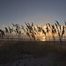 Sunrise over the dunes (HDR)<br /><span style="font-size:0.8em;">a 3 shot HDR image of sunrise over the Atlantic Ocean through some sea grass.</span>