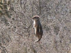 Anglų lietuvių žodynas. Žodis antelope squirrel reiškia antilopė voverė lietuviškai.