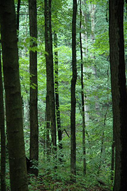 Yellowwood State Forest - July 2005