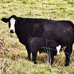 DD named her new bull calf Big City thanks @Matt25Adams for a gr8 season #gocards