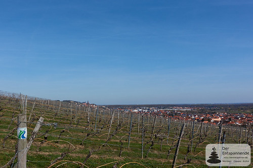 In den Weinbergen über der Staatlichen Weinbaudomäne Oppenheim