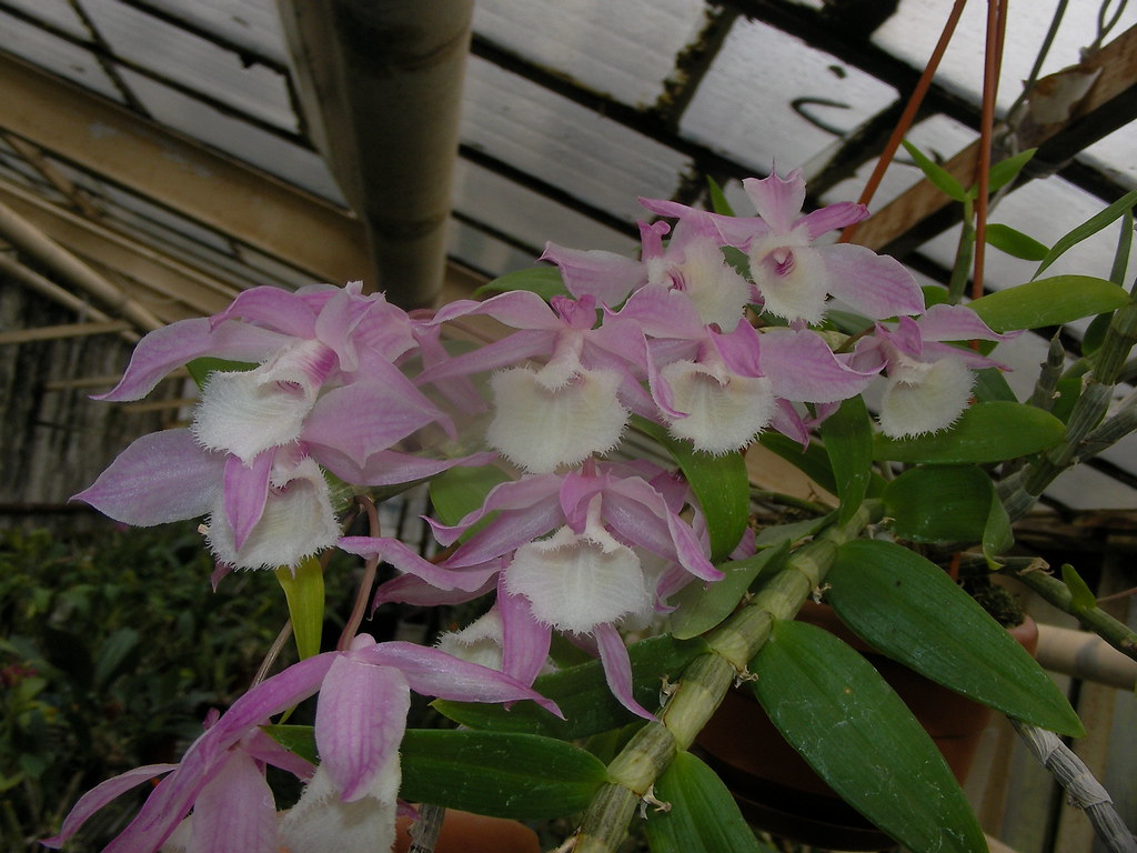Kết quả hình ảnh cho Dendrobium pierardii