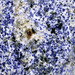 Azul Bahia Granite (sodalite metasyenite, Itabuna Syenite Complex, Neoproterozoic, ~676 Ma; Fazenda Hiassu, Bahia State, Brazil) 2