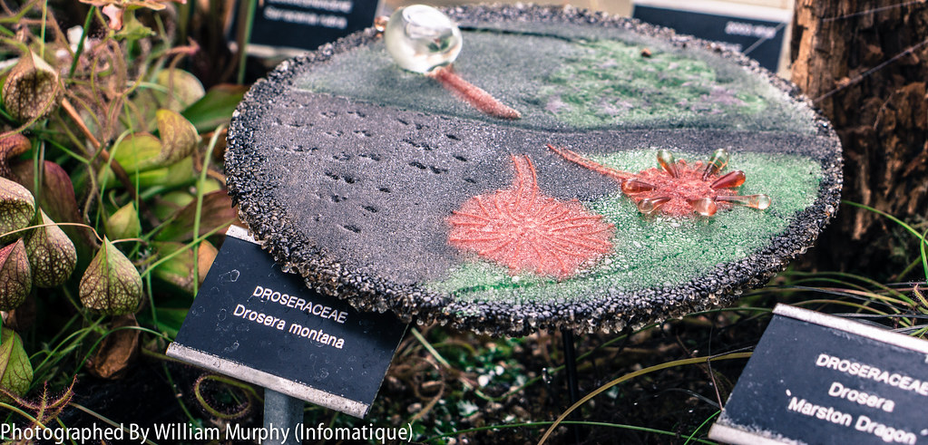 Sticky Bog Sundew By Gwyn Grace - Sculpture In Context 2013