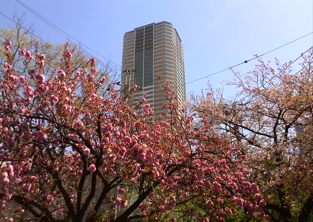 先週末、遅ればせながら八重桜を撮りました...