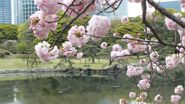 ソメイヨシノの次は、八重桜の浜離宮、借景...
