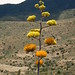 Goldenflower Century Plant (Agave chrysantha)
