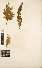 Anglų lietuvių žodynas. Žodis juniperus communis depressa reiškia <li>juniperus communis depressa</li> lietuviškai.