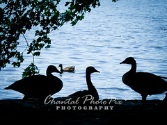 Canadian Geese - Silhouette