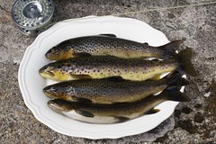 Breakfast, brown trout caught in Loch Culag