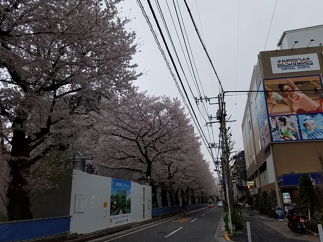 昨日の桜です