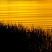 Ondinas douradas. • <a style="font-size:0.8em;" href="http://www.flickr.com/photos/39546249@N07/9379875812/" target="_blank">View on Flickr</a>
