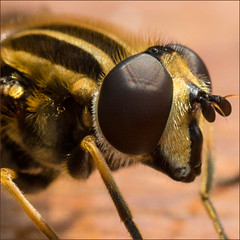 #7 Eye to Eye with a Hoverfly