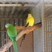Male Eclectus Parrot and Yellow Rosella