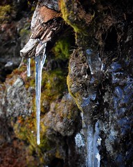Spring icicle