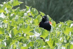 Tricolored Blackbird nesting colony | San Benito County Trip with Tom & Beth | CA|2017-04-10|11-42-15.jpg