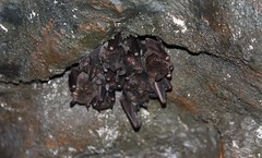 Pallas's Long-tongued Bat (Glossophaga soricina)