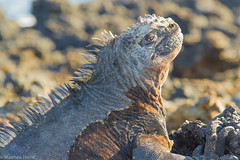 Galapagos marine iguana on Islet Las Tintoreras • <a style="font-size:0.8em;" href="http://www.flickr.com/photos/92226407@N08/9205544628/" target="_blank">View on Flickr</a>