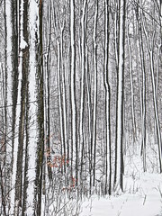 Snow stripes - vertical