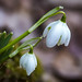 Snowdrop Blossom • <a style="font-size:0.8em;" href="http://www.flickr.com/photos/124671209@N02/33032489824/" target="_blank">View on Flickr</a>