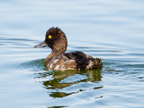 Lesser Scaup • <a style="font-size:0.8em;" href="http://www.flickr.com/photos/59465790@N04/9478358815/" target="_blank">View on Flickr</a>