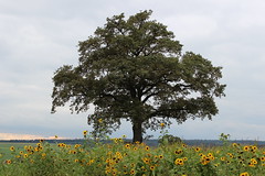 Baum hinter Sonnenblumenfeld | 20.09.2013